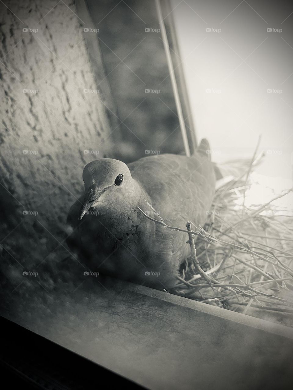 Pigeon and nest by the window 