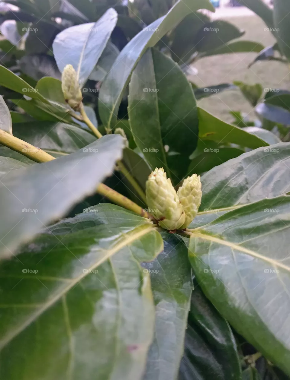 plant