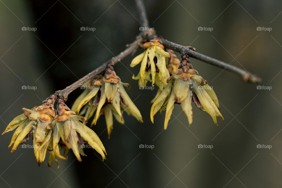 lovely flowers in a tree, spotted in the botanical garden this spring