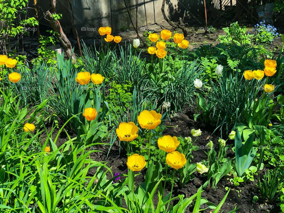 Yellow tulips in the flower bed
