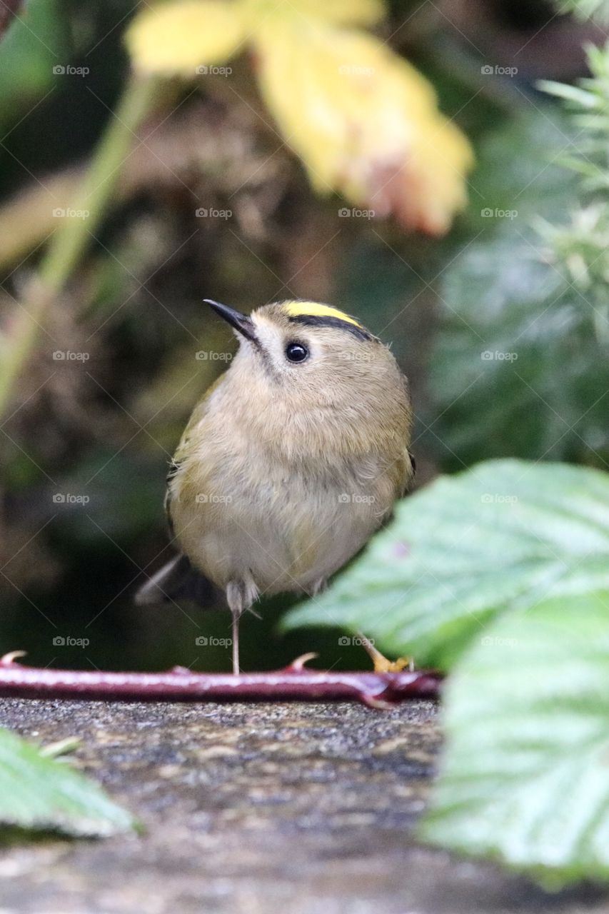 Goldcrest 