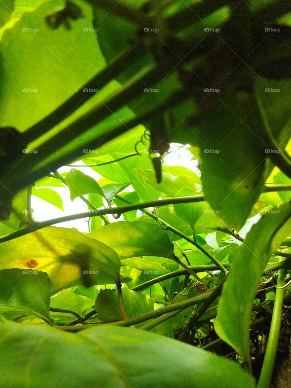 See different / Nature🌱 Leaves / Greenery / Day light / Non edited, natural colours❤ / Perspective