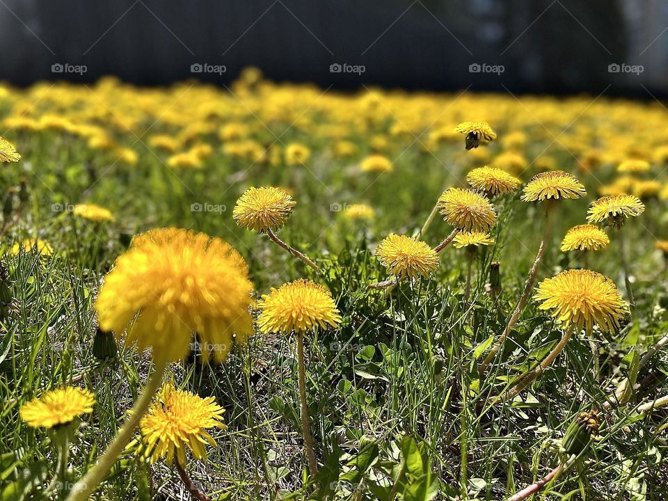 Lots of yellow dandelions , in the grass from the ground view 