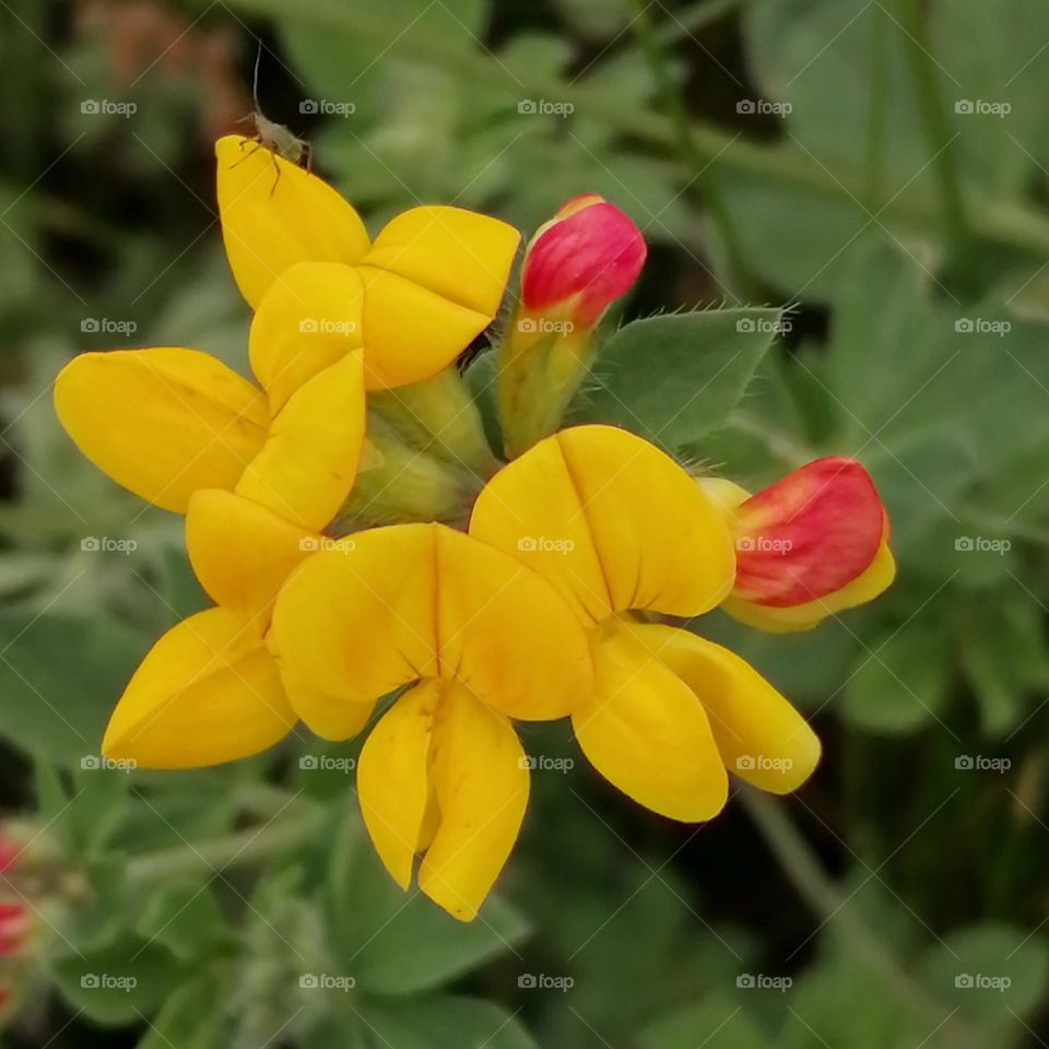 Red and yellow flowers