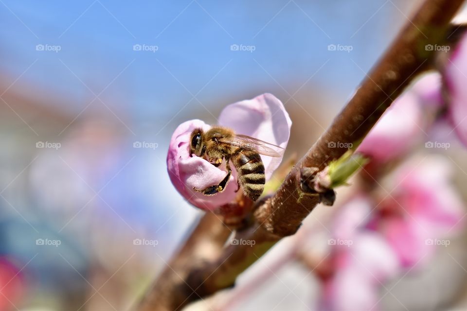 A bee doing its job