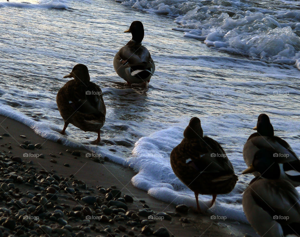Ducks walking on the beach through water which is reflecting the light in Niechorze, Poland.