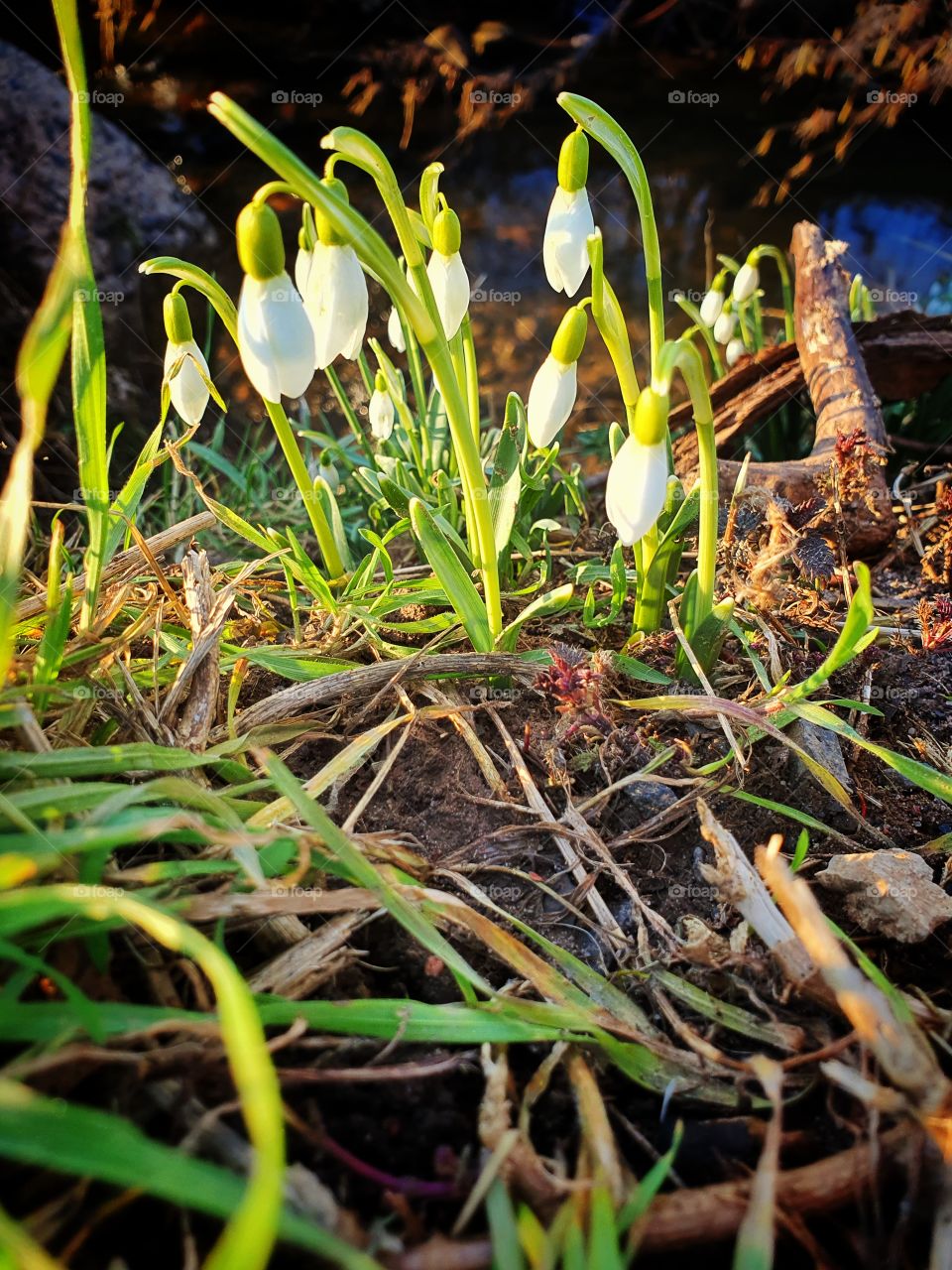 First signs of spring
