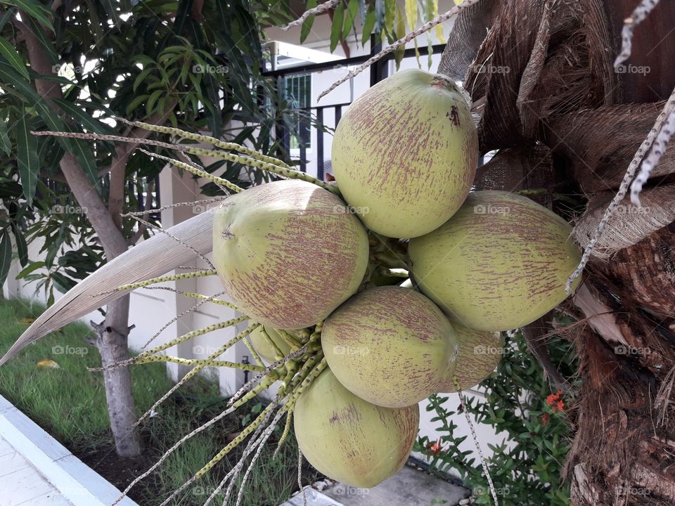 coconut on tree