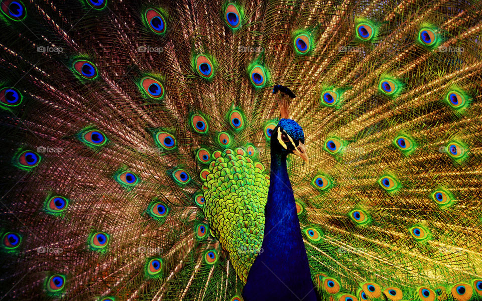 Indian National bird Peacock