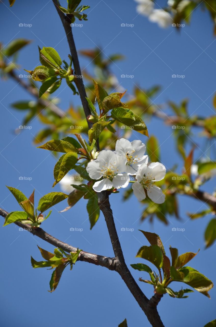 flowers