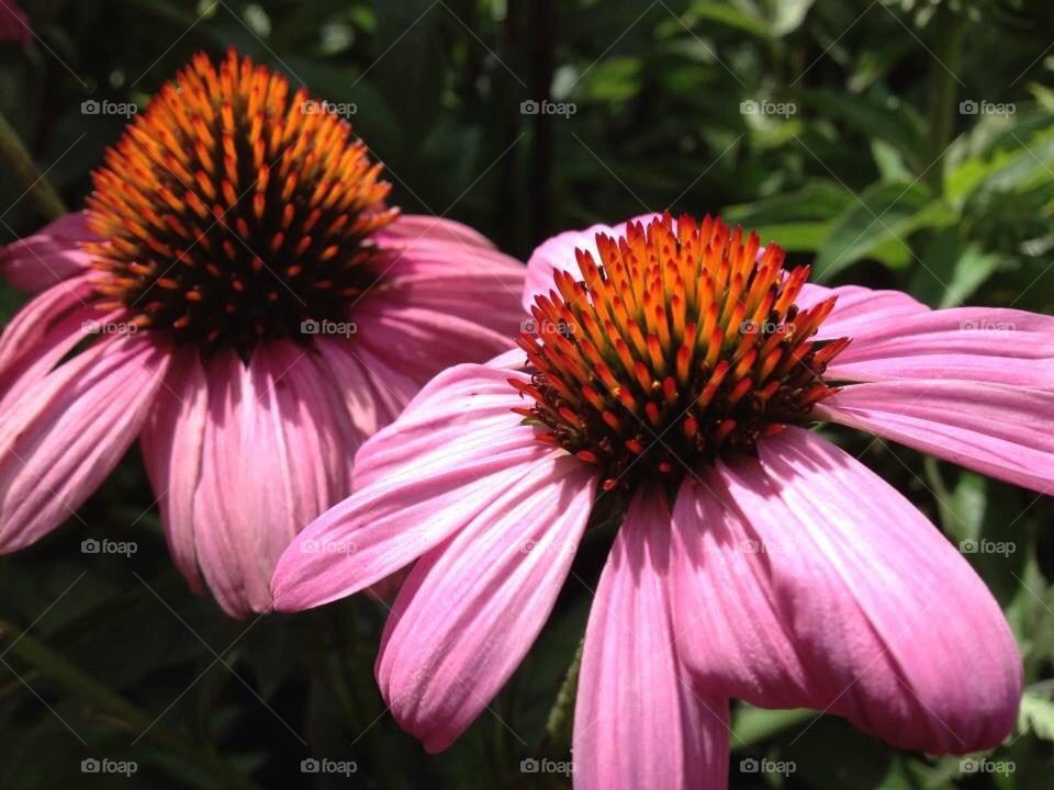 Echinacea 