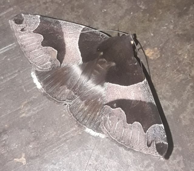 butterfly
camouflage