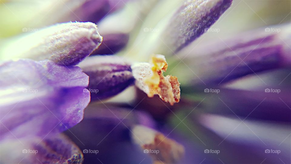 Macro Photography Flower