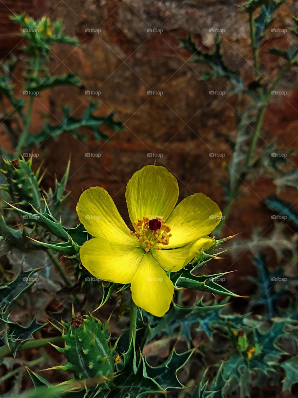 a picture of beautiful yellow colour flower with red colour Seed inside