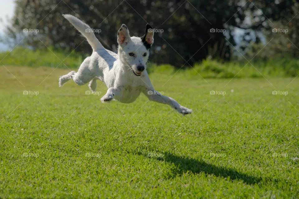 dog playing