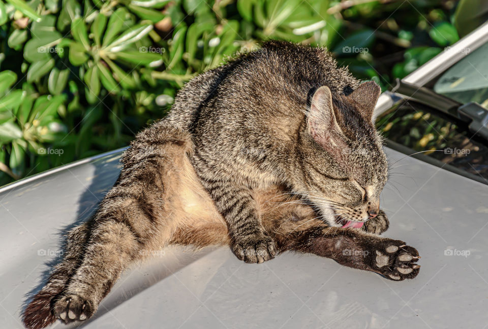 Cat sitting and licking herself