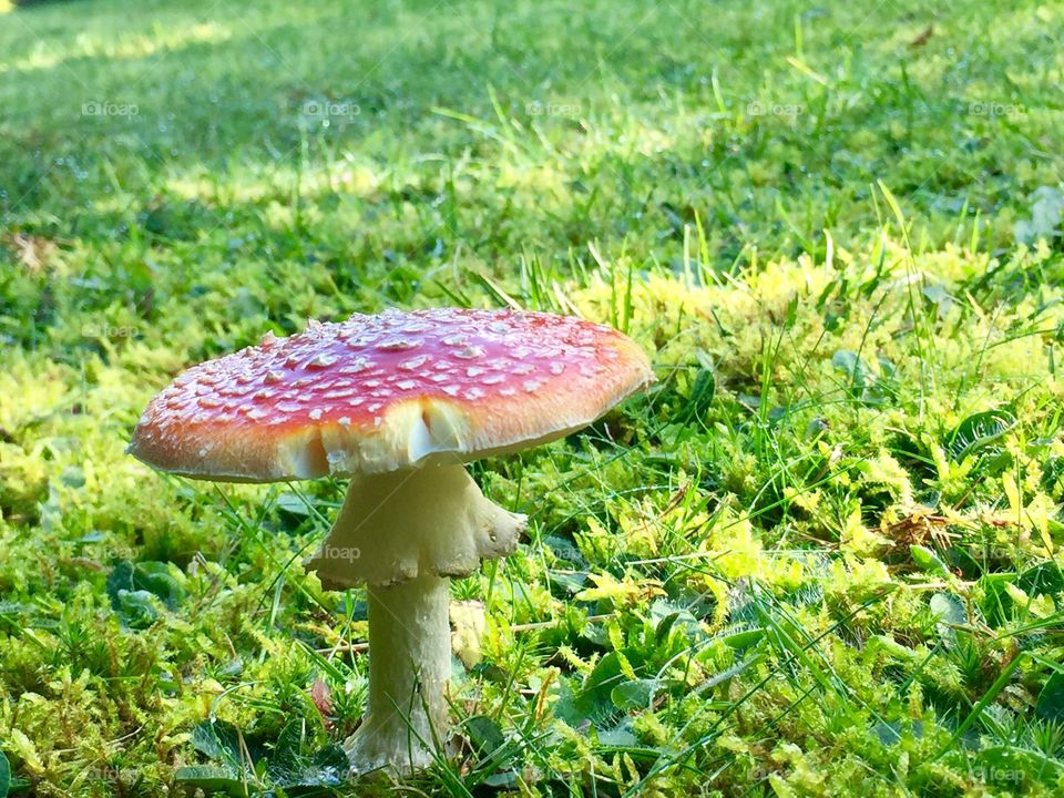 Mushroom