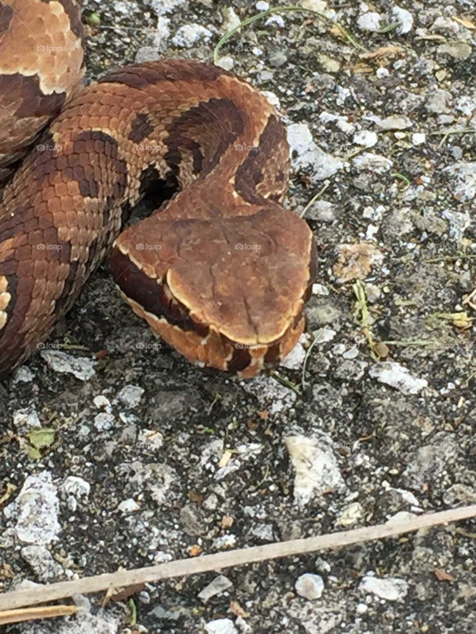 Copperhead Snake