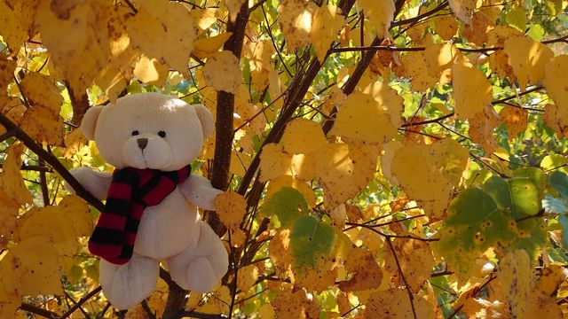 Hello, Autumn! I am a teddy bear and I have a great autumn mood 🍁🍂