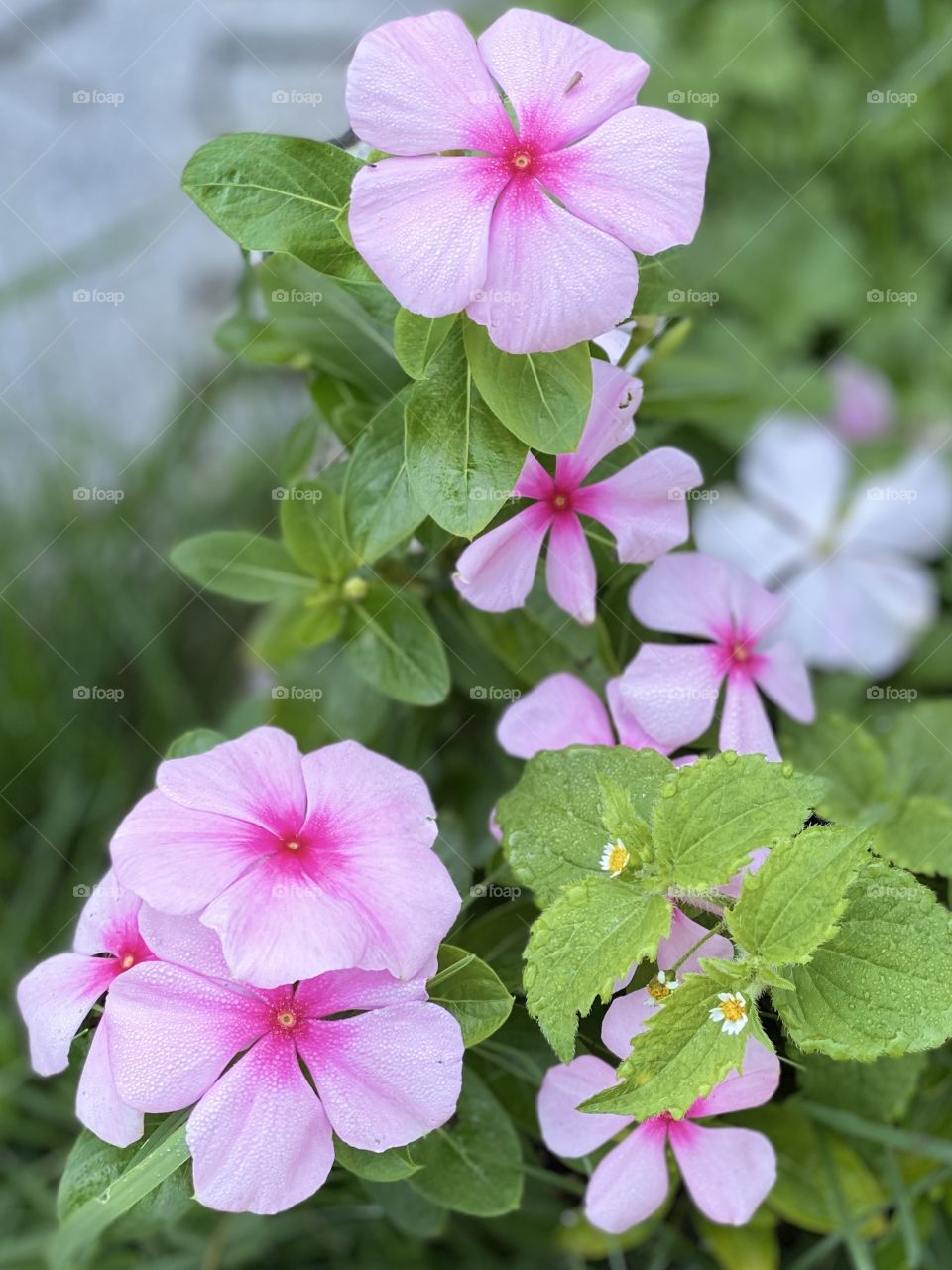 Pink flowers in the grass