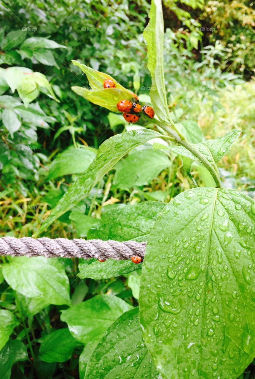 Zoo ladybugs 