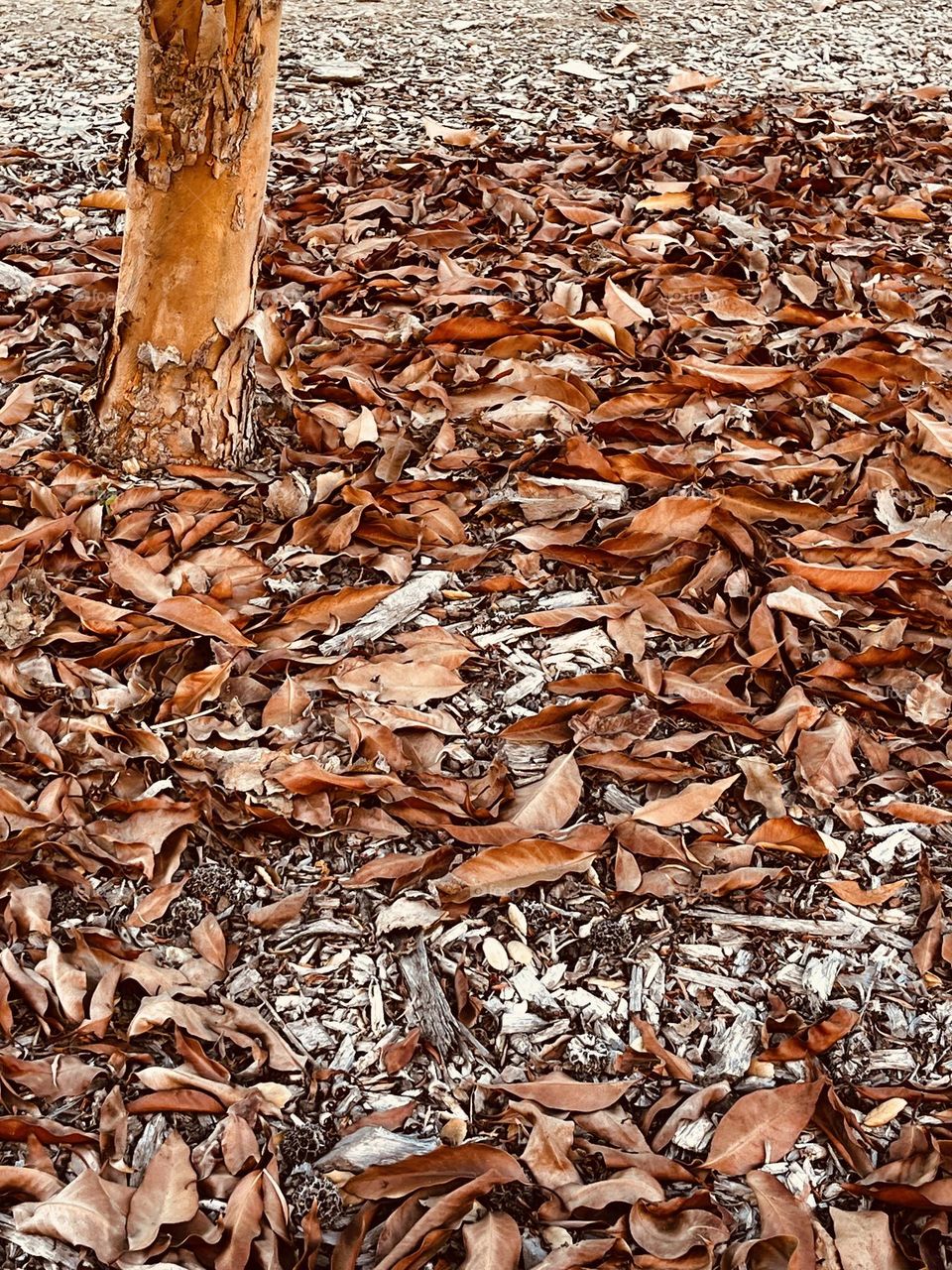 Brown Leaves in the Fall