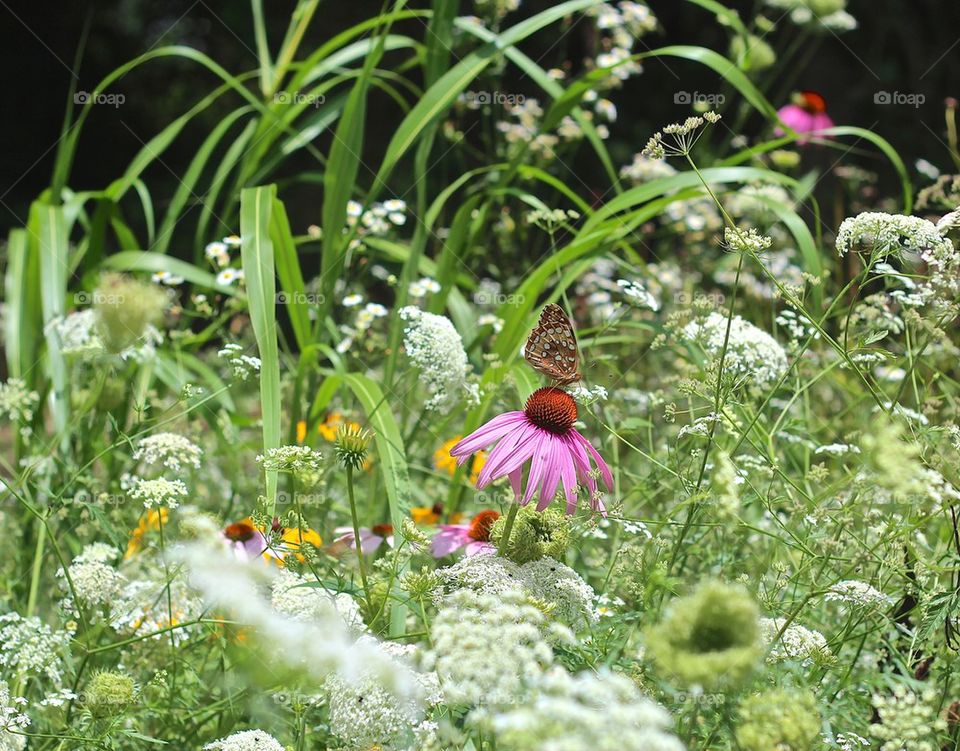 Wildflowers