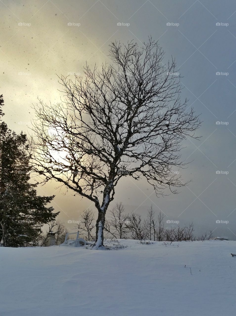 Winter tree,  Tempelseter Norway