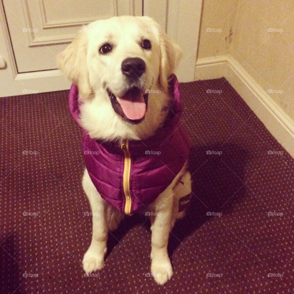 Golden retriever puppy