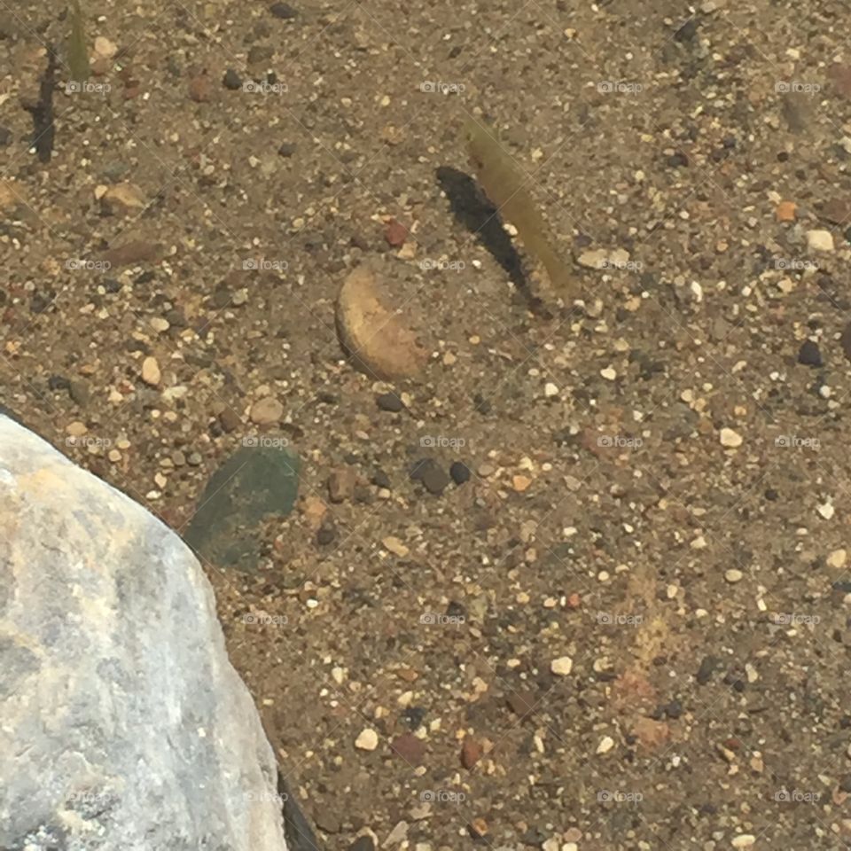 Small fish swimming in Minnesota Lake 