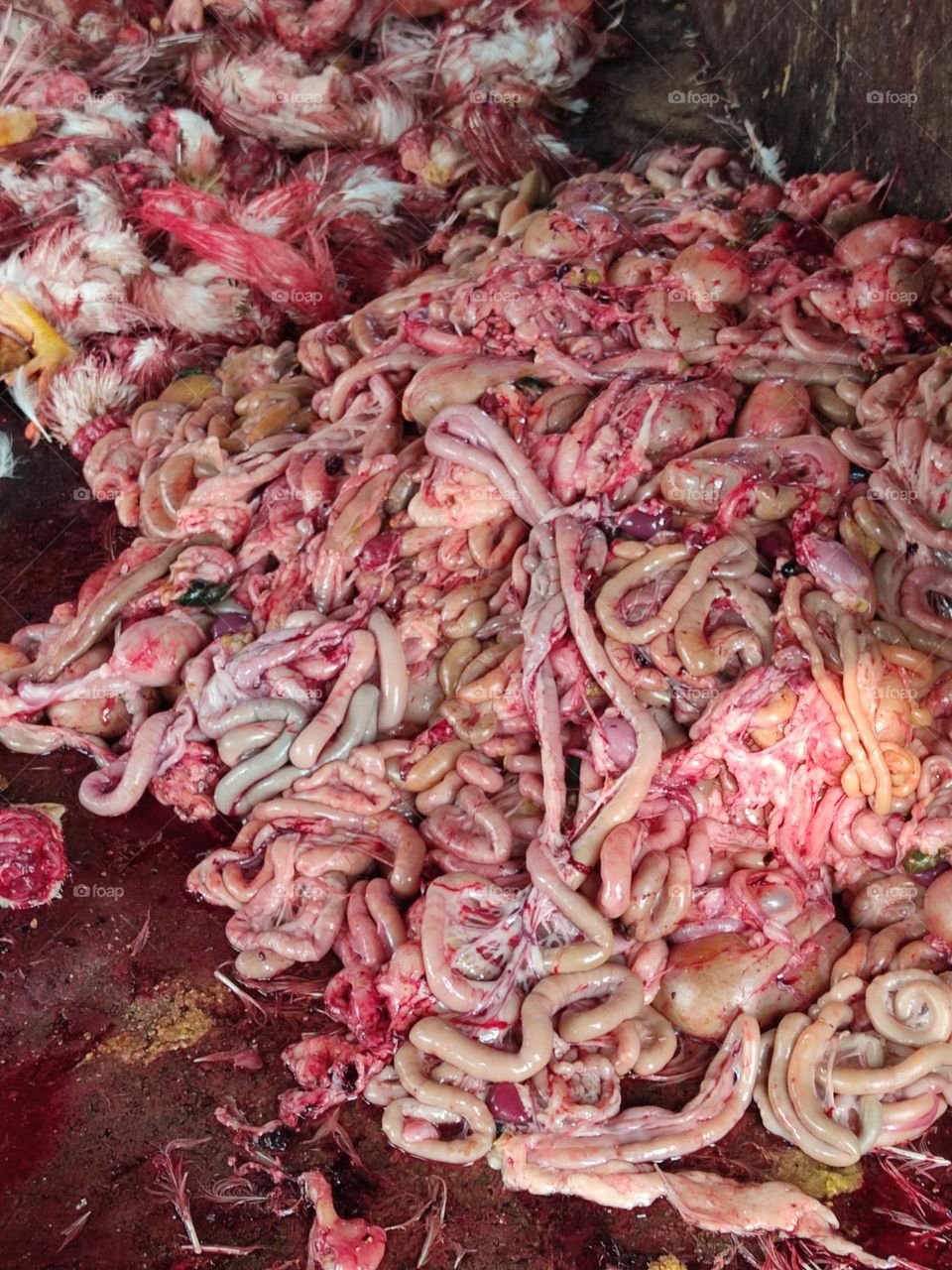 The internal organs of chickens were harvested for the feast!🐔🐔🐔🐔🐔🐔🐔🐔🐔🍗🍗🍗🍗🍗🥘