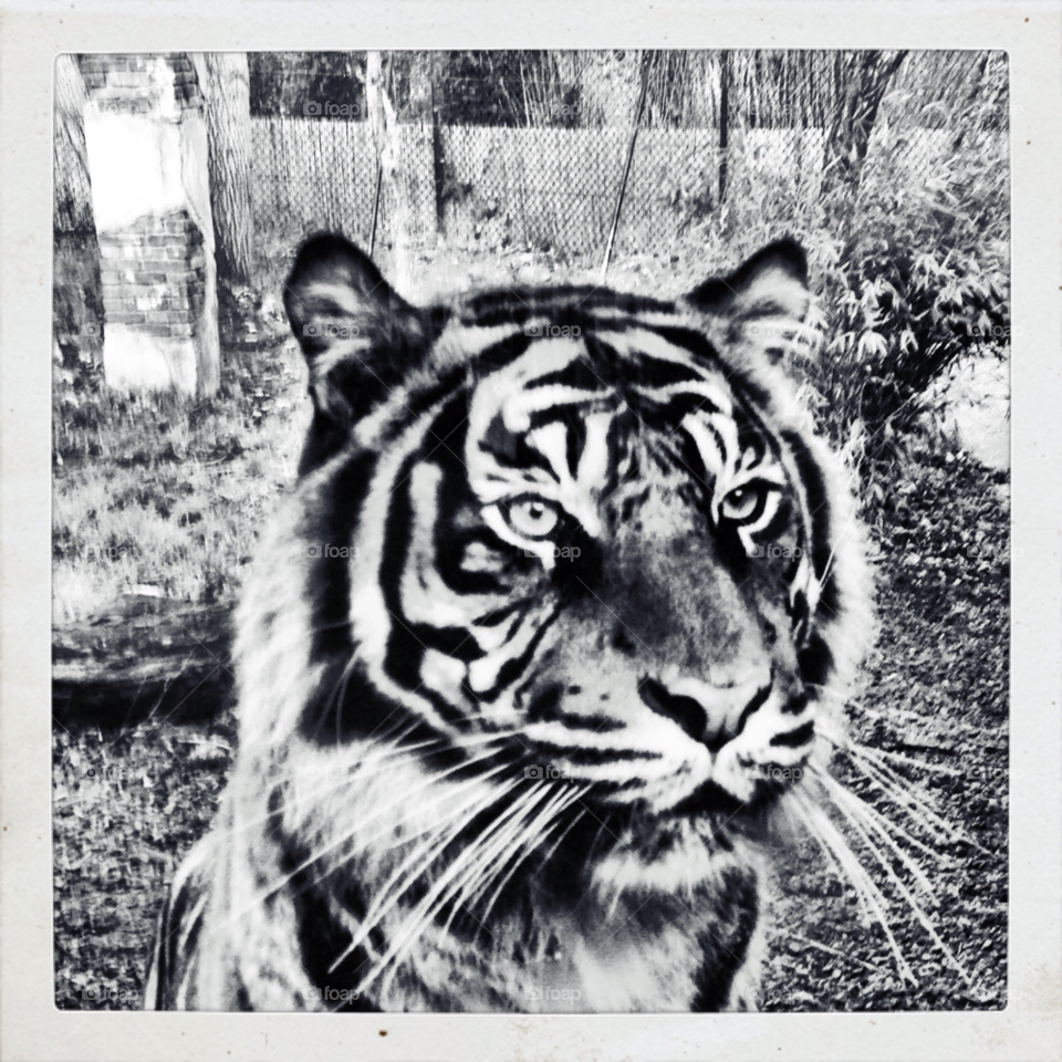 white black animal tiger by craigyman