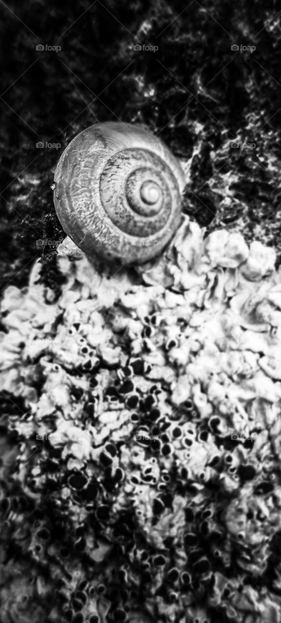 Snails: terrestrial gastropod molluscs with a calcareous spiral shell..
Caracóis: moluscos gastrópodes terrestres de concha espiralada calcária.
