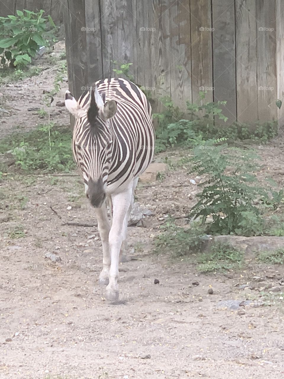 Zebra