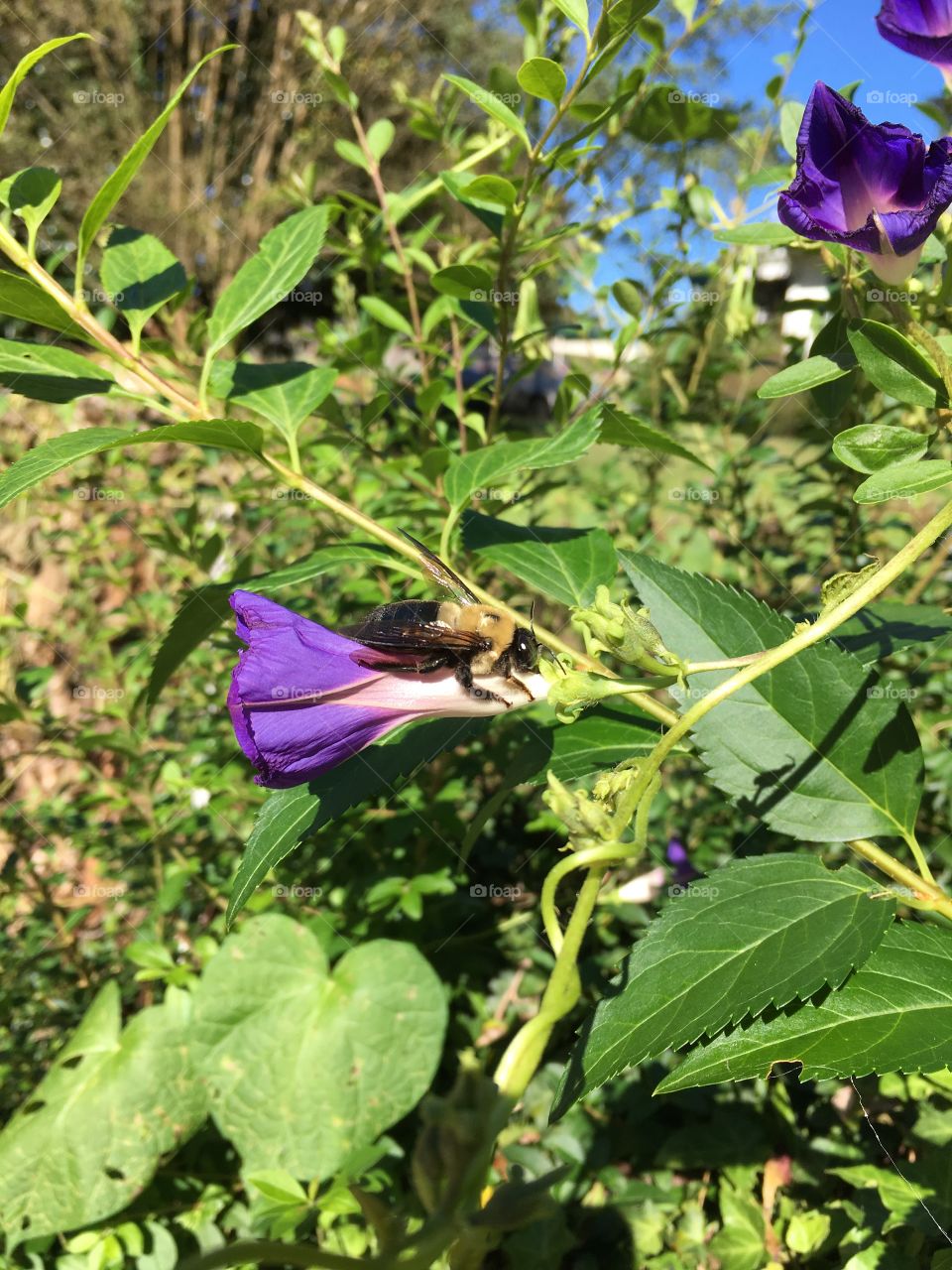 Bumble bee and morning glory 