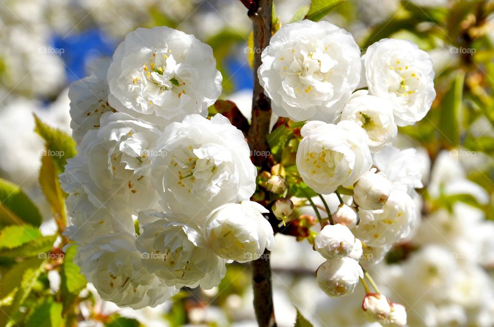 Close-up of white flower