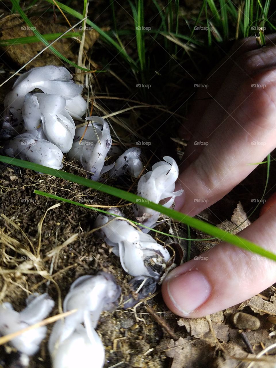 Indian pipe flowers