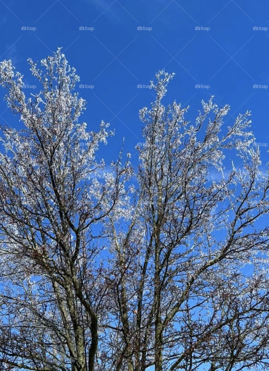 Tree branches covered with ice after a winter storm