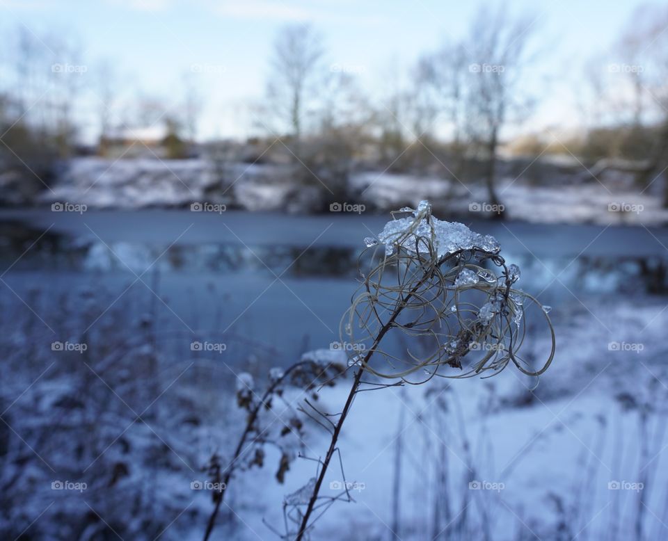 Iced foliage down by the riverbank ..