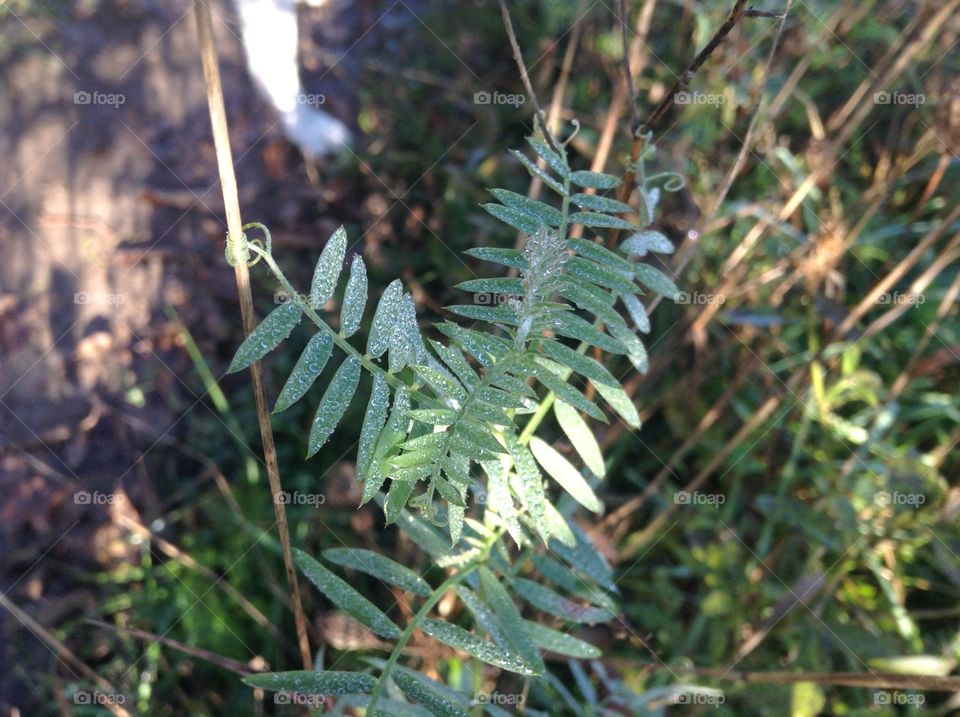 A vine covered in tiny dew drops.