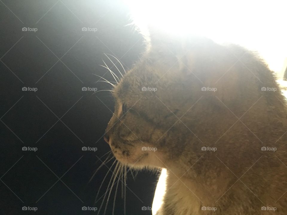 Cat, Mammal, No Person, Portrait, Animal