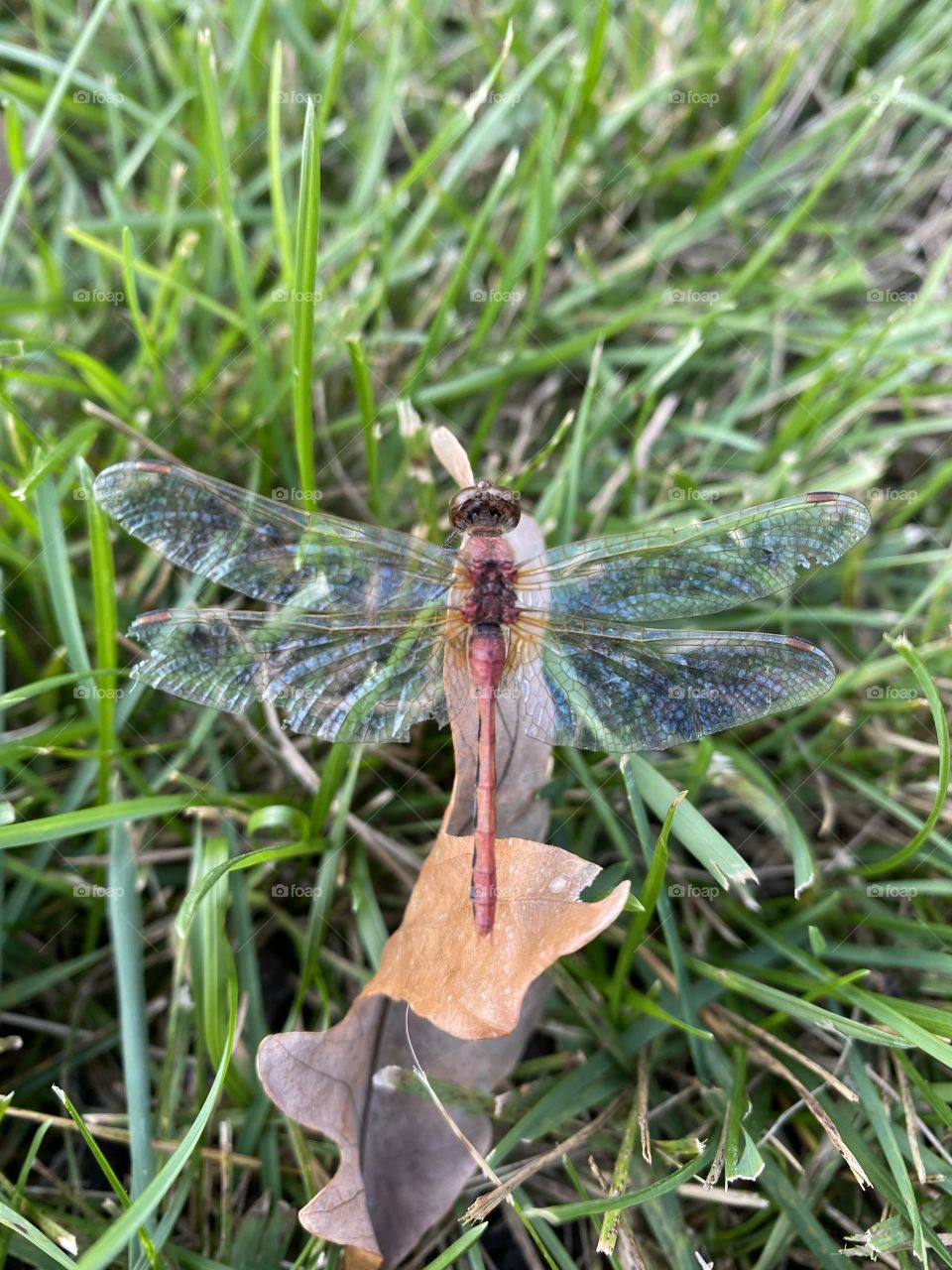 Dragonfly 