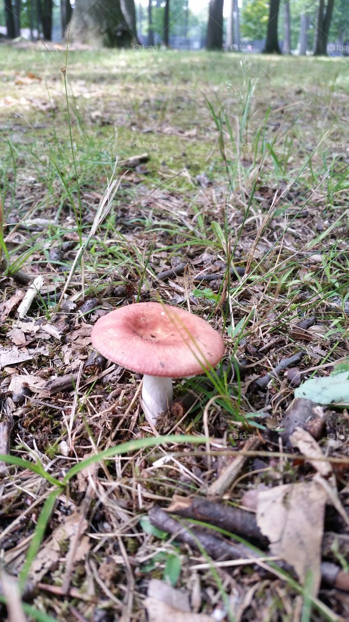 red mushroom