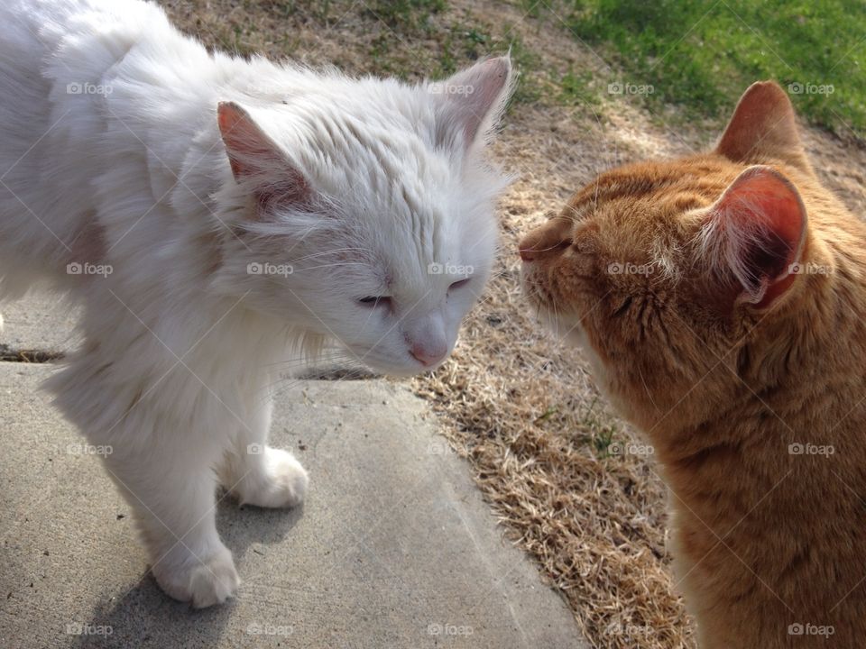 Calm cat  friends 