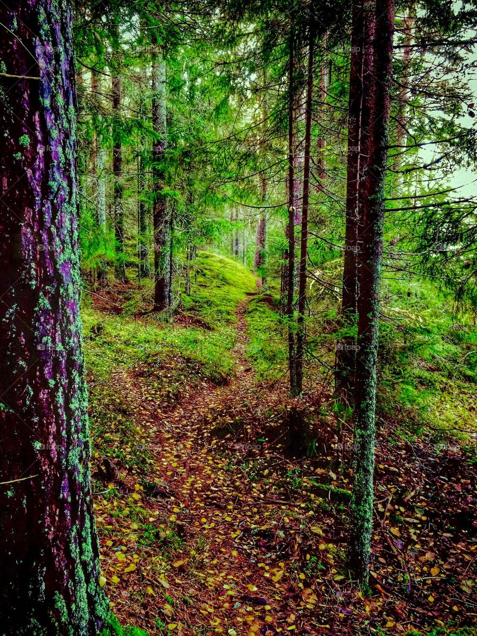 Swedish forest