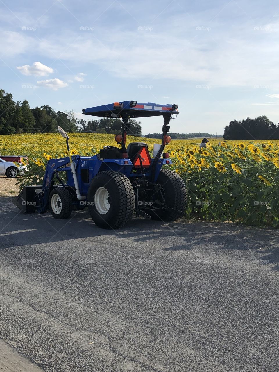 Annual  Sunflower fields Chambersburg Pennsylvania farm small tractor 