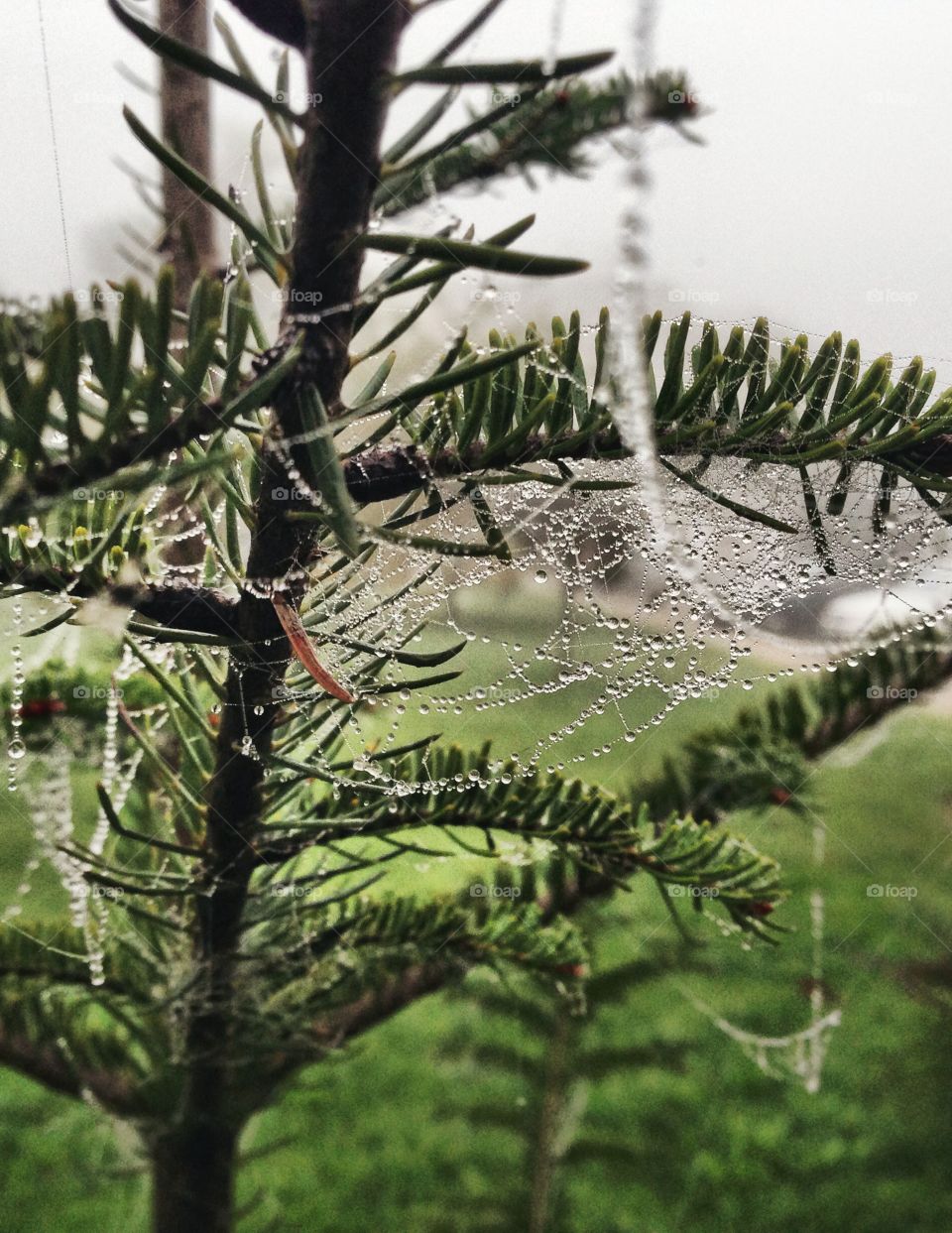 Wet web. After the rain... 
