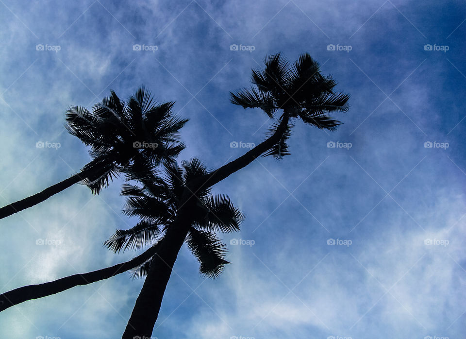 No Person, Tree, Sun, Beach, Sky