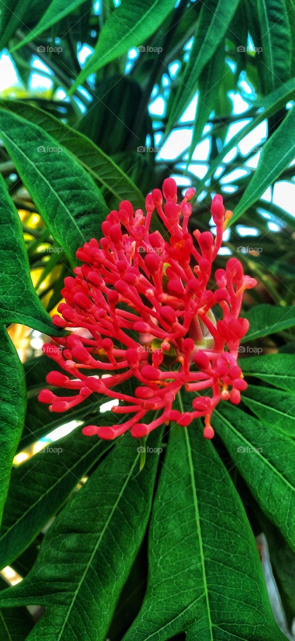 Jatropha multifida 