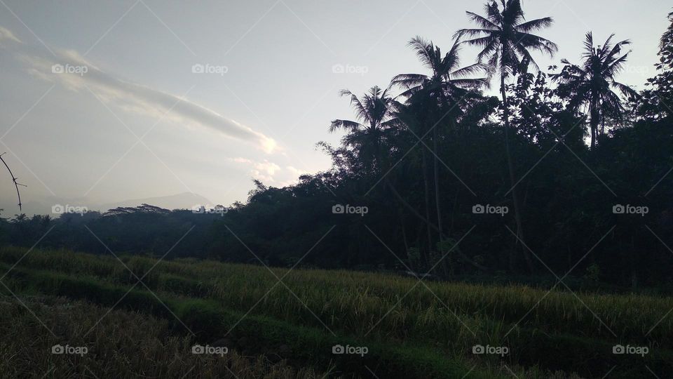 Beautiful view in the afternoon in the rice fields